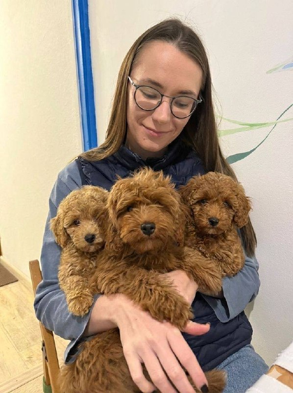 Услуга — Pet Care домашняя передержка собак, район Сабуртало