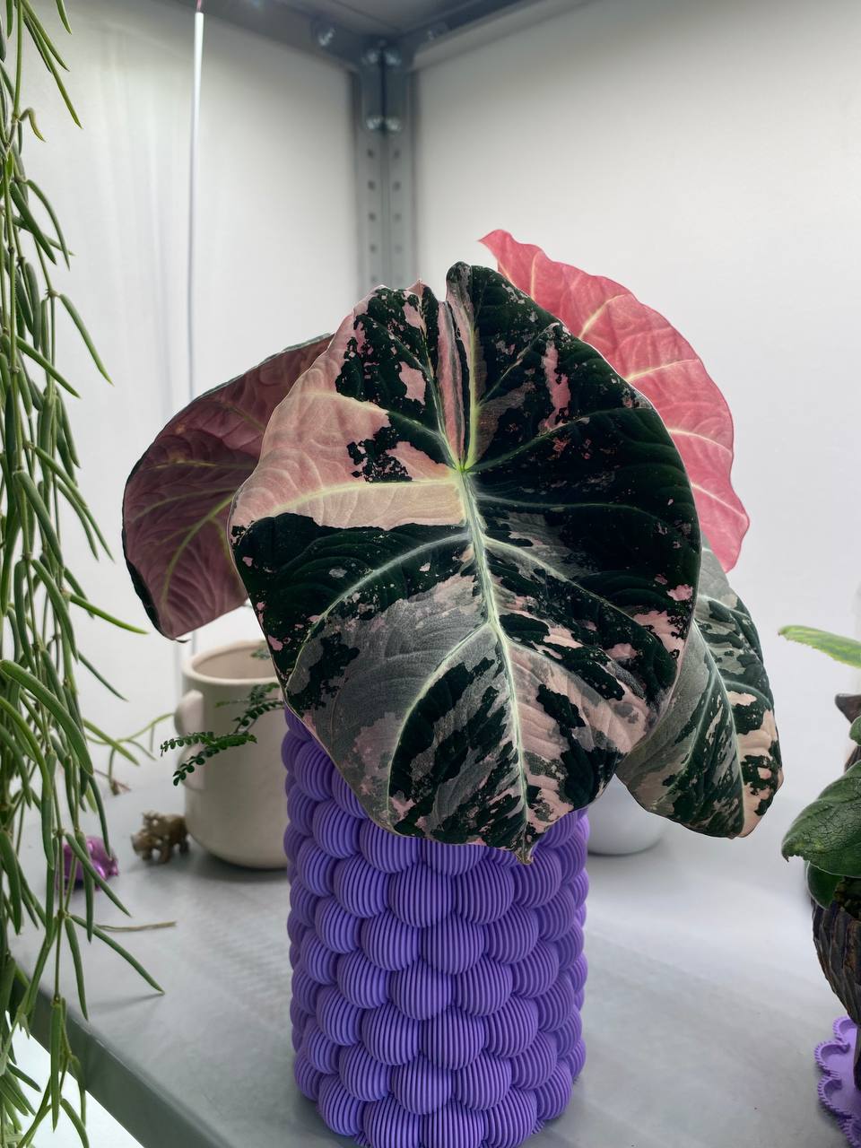 Клубни Alocasia Black Velvet Pink Variegated разных размеров