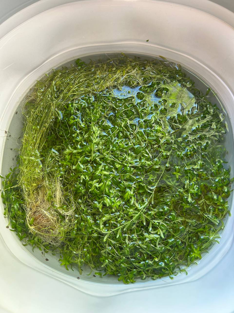Растение для аквариума Hemianthus micranthemoides