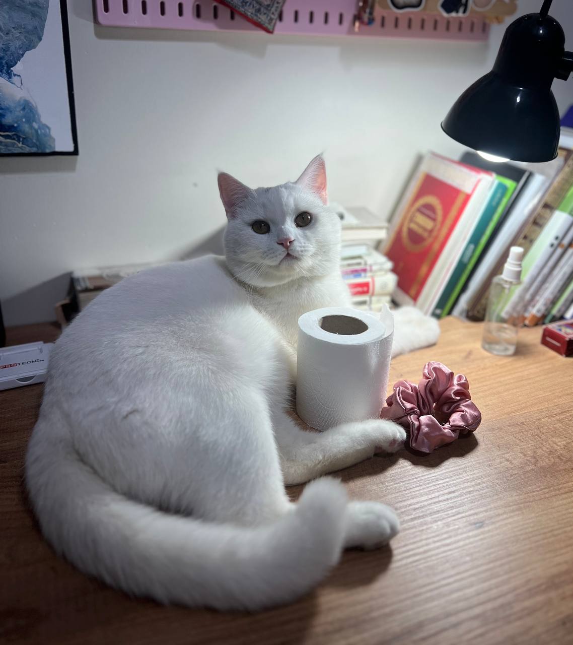 Отдам кота в добрые руки