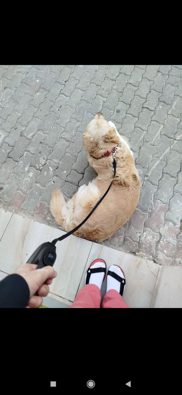 Услуги по передержке собак