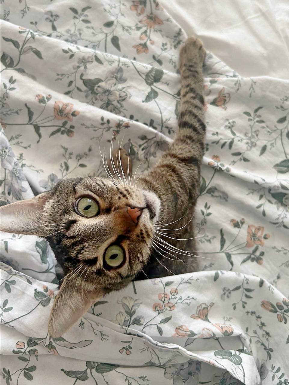 Кошка Альфа ищет семью, 1,5 года, стерилизована, привита